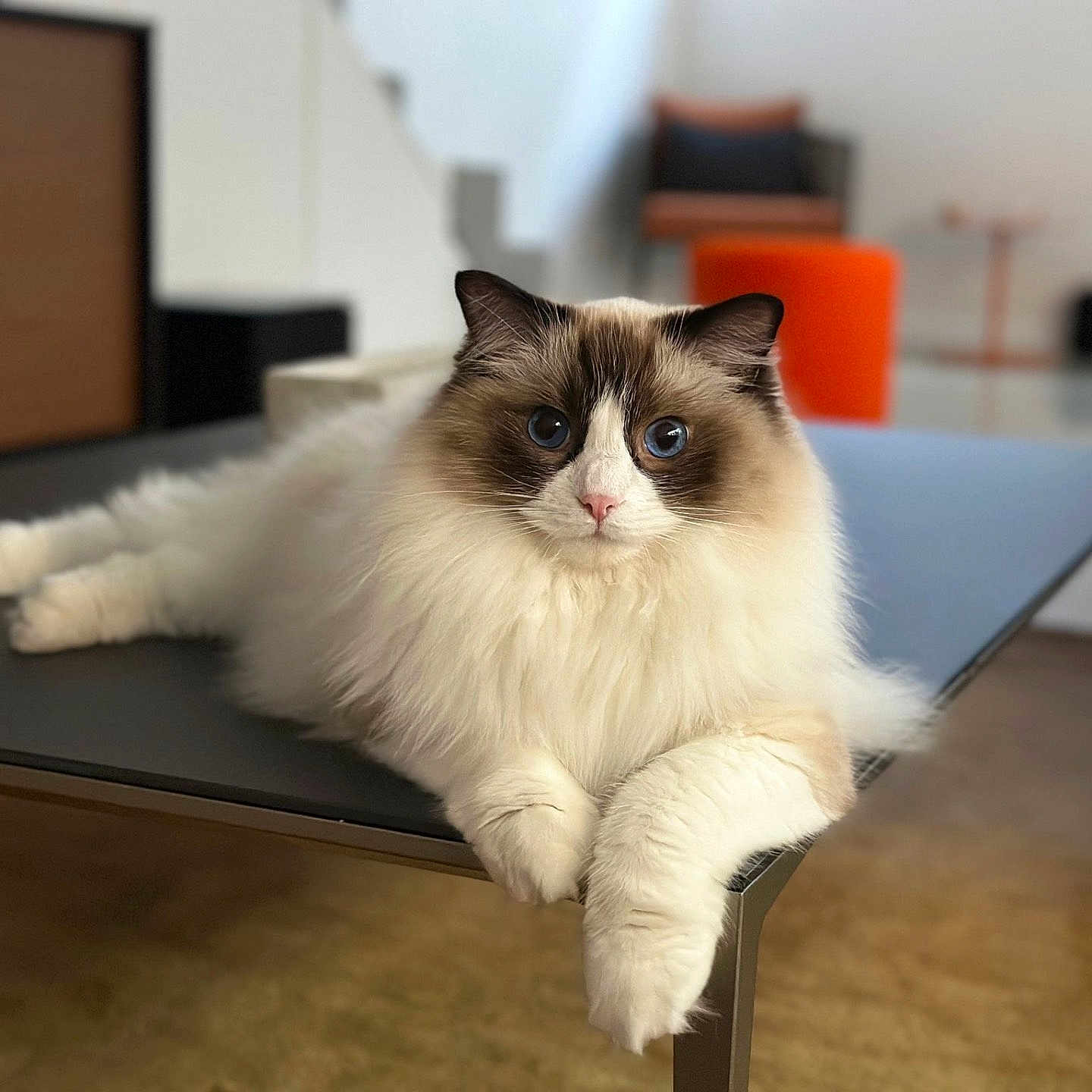 Unky participe au concours pour gagner de l'argent avec cette photo : angora, animal, architecture, building, cat, coffeetable, desk, furniture, hardwood, indoors, interiordesign, kitten, livingroom, manx, pet, plywood, room, stainedwood, table, wood