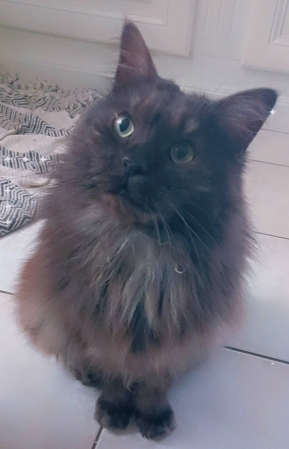Mystic a rejoint le concours — aidez-le/la à gagner de superbes lots ! british_longhair, carnivore, cat, claw, electric_blue, fawn, felidae, flooring, fur, grey, iris, paw, ragdoll, small_to_medium_sized_cats, snout, tail, whiskers