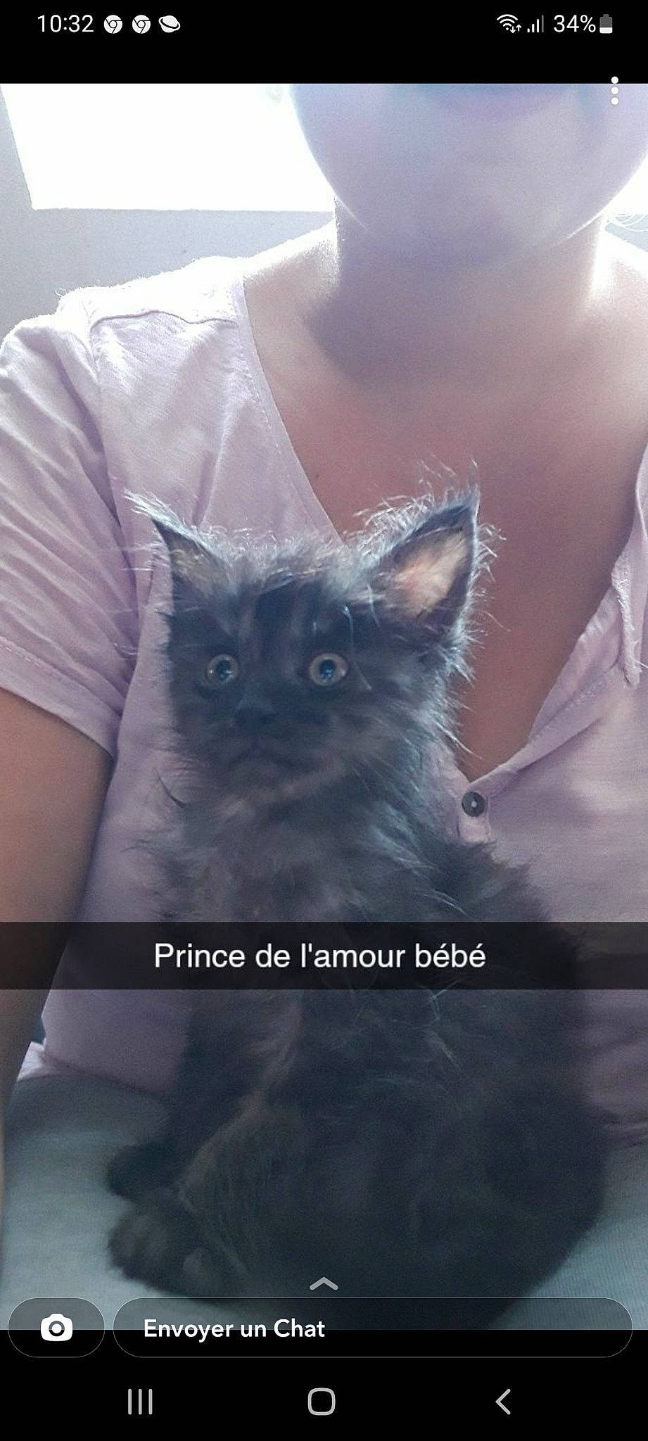 Mystic a rejoint le concours — aidez-le/la à gagner de superbes lots ! carnivore, cat, electric_blue, felidae, fur, grey, pattern, russian_blue, shoulder, sleeve, small_to_medium_sized_cats, t_shirt, tail, top, whiskers