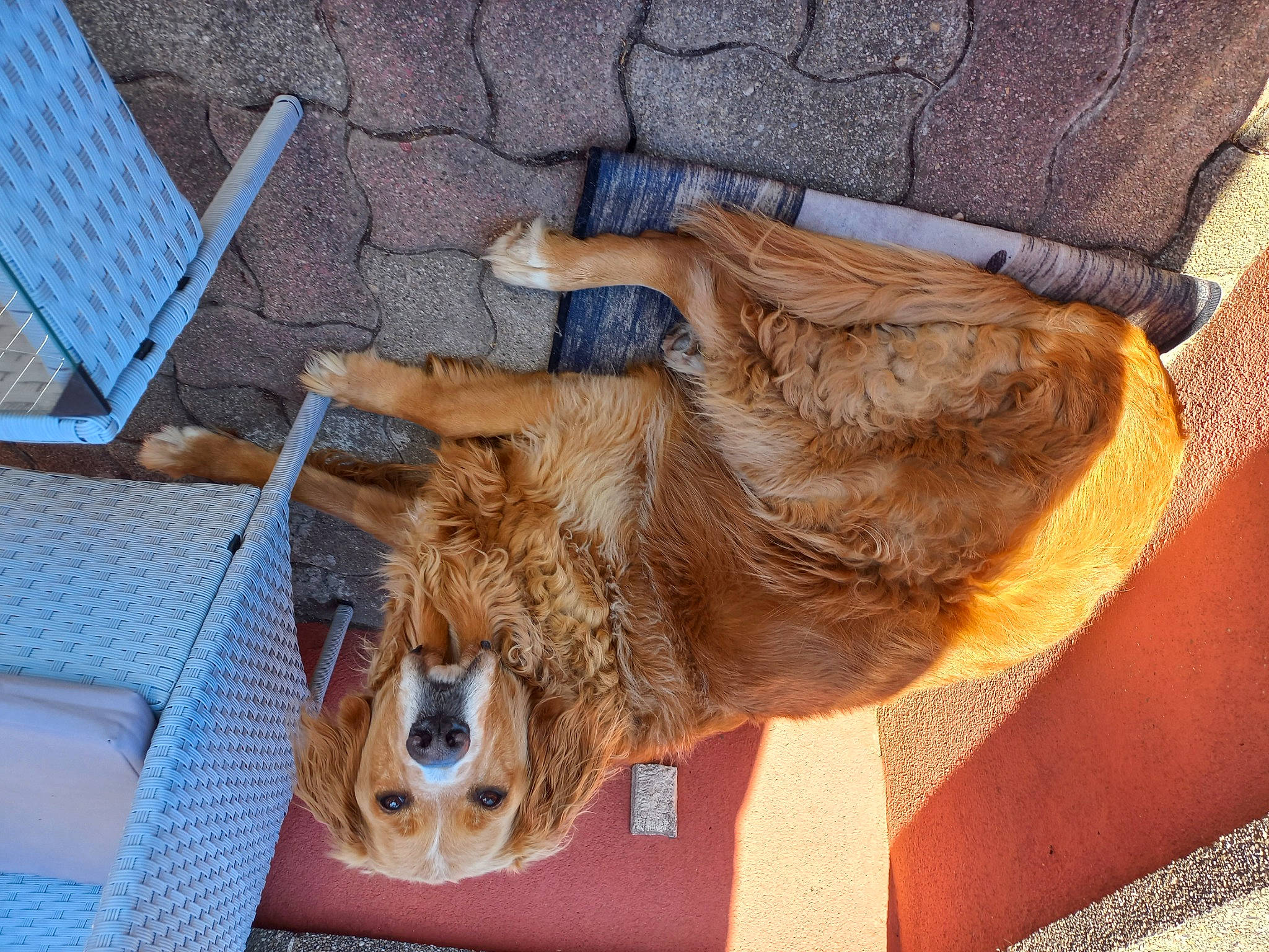 Patapouff participe au concours pour gagner de l'argent avec cette photo : canidae, carnivore, companion_dog, dog, dog_breed, fawn, fur, human_leg, liver, mammal, mesh, pet_supply, snout, solar_energy, solar_panel, solar_power, sporting_group, terrestrial_animal, working_animal, working_terrier