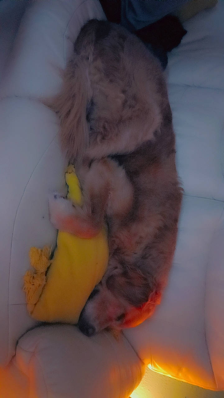 Patapouff a rejoint le concours — aidez-le/la à gagner de superbes lots ! carnivore, claw, companion_dog, dog_breed, felidae, ferret, fur, hamster, mouse, muroidea, paw, pet_supply, rat, rodent, small_to_medium_sized_cats, spitz, stuffed_toy, tail, toy_dog, whiskers