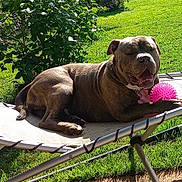 Kayser a rejoint le concours — aidez-le/la à gagner de superbes lots ! animal, backyard, canine, cot, daytime, dog, fence, green_grass, leaves, nature, outdoor, pet, pink_ball, plant, playful, relaxing, resting, summer, sunlight, toy