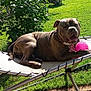 dog, outdoor, green_grass, plant, sunlight, pet, animal, cot, toy, pink_ball, relaxing, fence, summer, canine, playful, nature, backyard, resting, leaves, daytime