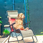 Kayser a rejoint le concours — aidez-le/la à gagner de superbes lots ! dog, chair, outdoor, patio, flower_pot, plant, flower, relaxing, leisure, furniture, greenery, sunlight, garden, calm, canine, summer, backyard, seat, resting, nature