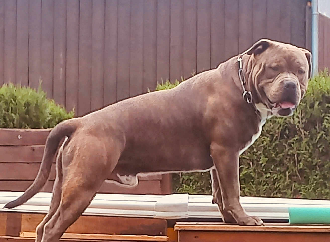 Kayser participe au concours pour gagner de l'argent avec cette photo : dog, outdoor, fence, wood, pet, canine, animal, muscular, collar, tongue, greenery, shrub, standing, side_view, brown, medium_sized, domestic, nature, daylight, backyard