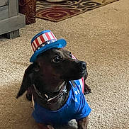 Tater Tot joined the competition — help win amazing prizes! animal, blue, blue_shirt, canine, carpet, celebration, costume, curious, dog, footwear, hat, indoor, looking_away, patriotic, patterned_rug, pet, red, rug, small_dog, white
