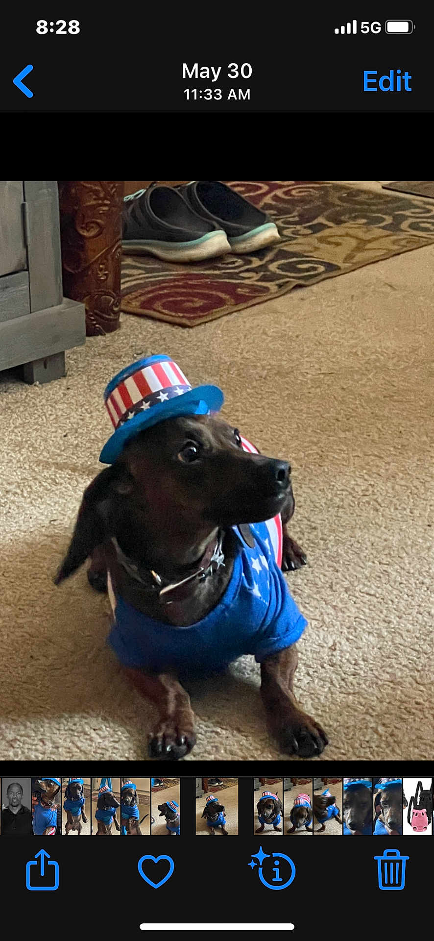 Tater Tot joined the competition — help win amazing prizes! animal, blue, blue_shirt, canine, carpet, celebration, costume, curious, dog, footwear, hat, indoor, looking_away, patriotic, patterned_rug, pet, red, rug, small_dog, white