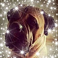 Steeve A.
