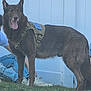 animal, canine, clothing, coyote, dog, footwear, germanshepherd, grass, harness, husky, lifejacket, pants, person, pet, plant, policedog, shoe, vest
