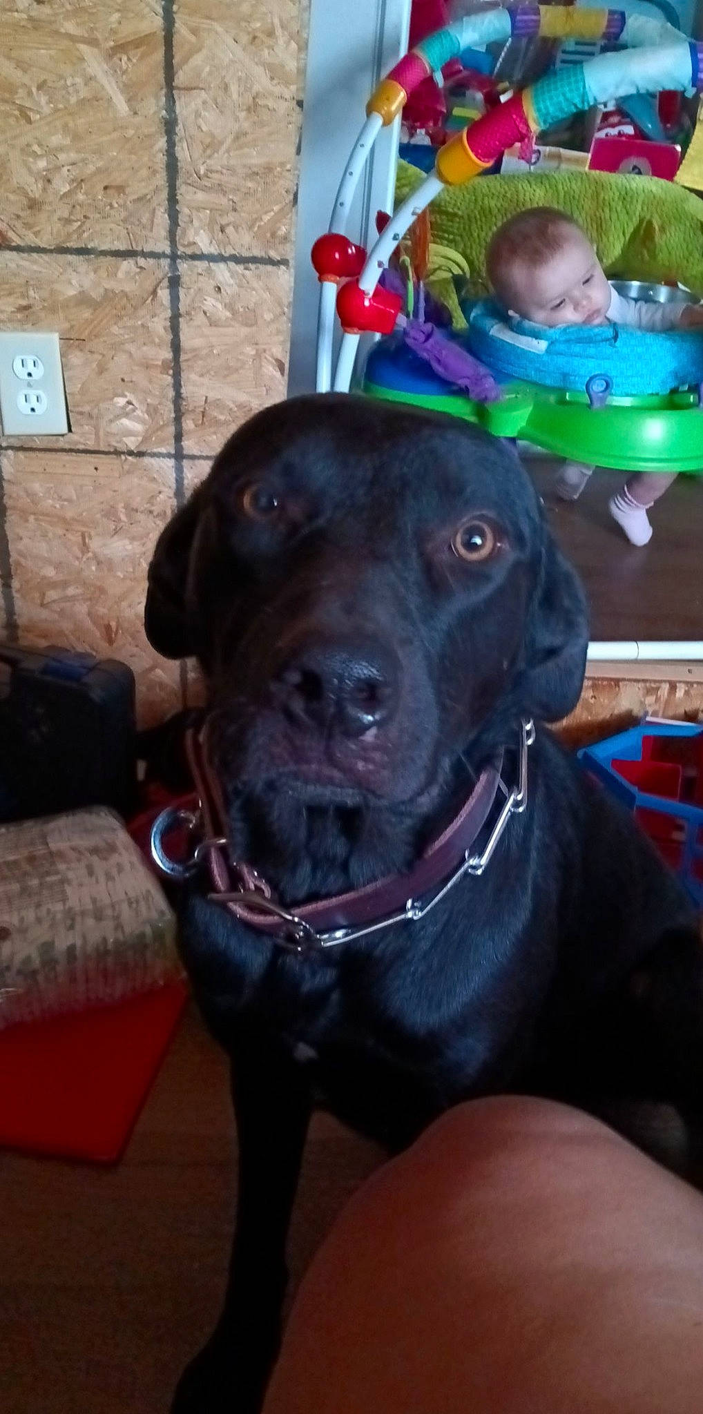 Anubis joined the competition — help win amazing prizes! borador, canidae, carnivore, collar, companion_dog, dog, dog_breed, dog_collar, fashion_accessory, fawn, gun_dog, hat, liver, personal_protective_equipment, pet_supply, retriever, snout, sporting_group, whiskers, working_animal