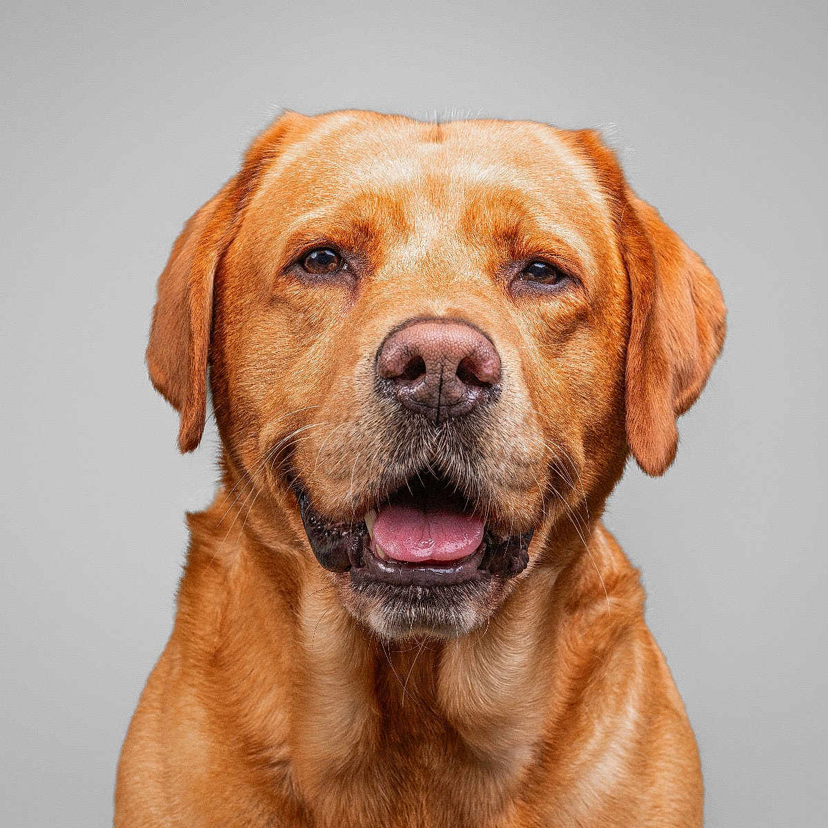 Kobe is registered to the contest to win money with this photo: animal, beagle, bodypart, bulldog, canine, dog, face, goldenretriever, head, hound, labradorretriever, mouth, person, pet, pitbull, pointer, puppy, snout, tongue