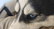 Viva a rejoint le concours — aidez-le/la à gagner de superbes lots ! animal, black_and_white_fur, blue_eyes, calm, canine, close_up, dog, face, fur, husky, indoor, muzzle, nose, pet, portrait, resting, sleepy, soft_light, striped_fabric, whiskers