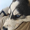 Viva a rejoint le concours — aidez-le/la à gagner de superbes lots ! animal, black_and_white_fur, blue_eyes, calm, canine, close_up, dog, face, fur, husky, indoor, muzzle, nose, pet, portrait, resting, sleepy, soft_light, striped_fabric, whiskers