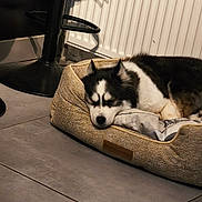 Viva participe au concours pour gagner de l'argent avec cette photo : dog, husky, sleeping, pet, animal, canine, black_and_white, fluffy, closed_eyes, resting, dog_bed, cushion, indoor, home, tile_floor, radiator, office_chair, cozy, relaxed, portrait