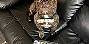 Bougie joined the competition — help win amazing prizes! animal, birthday_treat, black_leather_couch, bone_shaped, bow_tie, brown_dog, carpet, celebration, close_up, cute, dog, french_bulldog, funny_expression, indoor, living_room, looking_up, pet, pet_accessory, polka_dot, treat