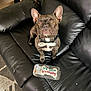 animal, birthday_treat, black_leather_couch, bone_shaped, bow_tie, brown_dog, carpet, celebration, close_up, cute, dog, french_bulldog, funny_expression, indoor, living_room, looking_up, pet, pet_accessory, polka_dot, treat