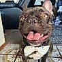 Bougie joined the competition — help win amazing prizes! animal, black_chair, bow_tie, brown_dog, canine, close_up, cute, dog, domestic_animal, floor_tiles, french_bulldog, happy, home_interior, indoor, living_room, pet, playful, portrait, smiling, tongue_out