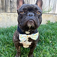 Bougie is registered to the contest to win money with this photo: animal, black_dog, bow_tie, canine, close_up, collar, cute, daylight, dog, ears_up, fence, french_bulldog, fur, grass, muzzle, outdoor, pet, portrait, standing, whiskers