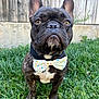 animal, black_dog, bow_tie, canine, close_up, collar, cute, daylight, dog, ears_up, fence, french_bulldog, fur, grass, muzzle, outdoor, pet, portrait, standing, whiskers