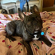 Bougie is registered to the contest to win money with this photo: animal, bed, bedspread, brindle, canine, cherry_pattern, clothing, collar, curious, cute, dog, domestic_animal, ears, french_bulldog, furniture, indoor, lying_down, pet, stools, tag