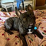 animal, bed, bedspread, brindle, canine, cherry_pattern, clothing, collar, curious, cute, dog, domestic_animal, ears, french_bulldog, furniture, indoor, lying_down, pet, stools, tag
