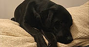 Tito a rejoint le concours — aidez-le/la à gagner de superbes lots ! bed, bedroom, black_dog, blanket, closeup, cozy, cushion, dog, domestic_animal, fur, indoor, labrador_retriever, muzzle, paw, pet, pillow, relaxed, resting, sleeping, snout