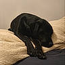 bed, bedroom, black_dog, blanket, closeup, cozy, cushion, dog, domestic_animal, fur, indoor, labrador_retriever, muzzle, paw, pet, pillow, relaxed, resting, sleeping, snout