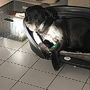 Tito a rejoint le concours — aidez-le/la à gagner de superbes lots ! black_dog, blanket, collar_tag, couch, cozy, dog, dog_bed, home, indoor, nose, paw, pet, plastic_basket, plastic_bed, relaxed, resting, shadow, sleeping, sunlight, tiled_floor