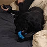 Tito a rejoint le concours — aidez-le/la à gagner de superbes lots ! bed, bedroom, black_dog, blanket, blue_toy, chew_toy, comforter, cozy, dog, fur, hand, human, indoor, lying_down, person, pet, pillow, remote_control, resting, toy
