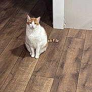 Purri Bebe is registered to the contest to win money with this photo: cat, indoor, wooden_floor, orange_and_white_cat, pet, animal, sitting, curious, calm, domestic_cat, flooring, home_interior, feline, looking_at_camera, quiet, cozy, doorway, wall, fur, cute
