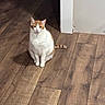 cat, indoor, wooden_floor, orange_and_white_cat, pet, animal, sitting, curious, calm, domestic_cat, flooring, home_interior, feline, looking_at_camera, quiet, cozy, doorway, wall, fur, cute