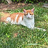 Purri Bebe joined the competition — help win amazing prizes! cat, orange_cat, white_cat, grass, outdoor, sunlight, animal, pet, nature, relaxing, feline, garden, greenery, mammal, lying_down, daylight, closeup, domestic_cat, fur, quiet