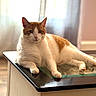 Purri Bebe joined the competition — help win amazing prizes! cat, orange_and_white, table, glass_top, indoor, curtains, window, natural_light, relaxed, laying_down, feline, pet, domestic_animal, wood_floor, cozy, calm, whiskers, ears, paws, fur