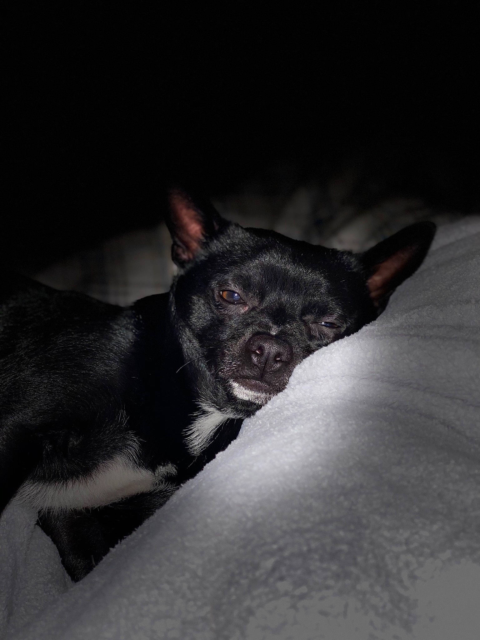 Optimus a rejoint le concours — aidez-le/la à gagner de superbes lots ! black, canidae, carnivore, dog, dog_breed, ear, eye, feist, mammal, miniature_pinscher, non_sporting_group, organ, puppy, snout, whiskers