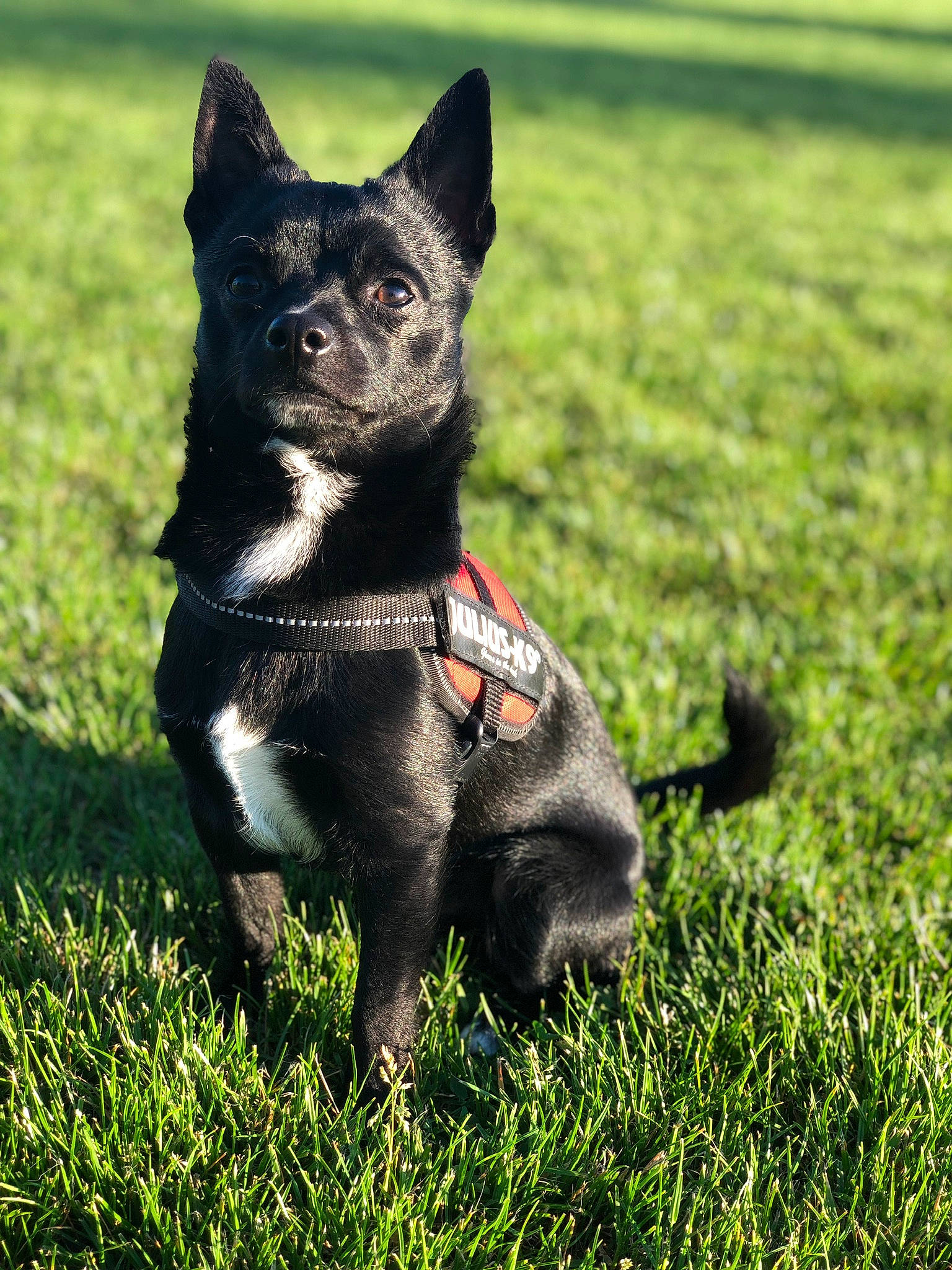 Optimus a rejoint le concours — aidez-le/la à gagner de superbes lots ! australian_cattle_dog, australian_kelpie, canidae, carnivore, companion_dog, dog, dog_breed, grass, lancashire_heeler, mammal, puppy, rare_breed_dog, schipperke, snout, tail, texas_heeler, vertebrate