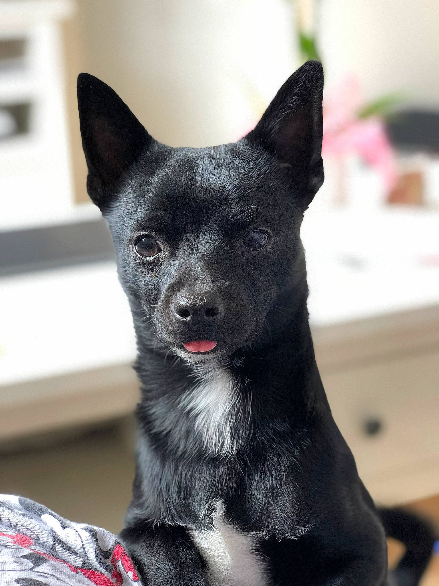 Optimus participe au concours pour gagner de l'argent avec cette photo : black_norwegian_elkhound, canidae, carnivore, dog, dog_breed, formosan_mountain_dog, kai_ken, mammal, non_sporting_group, puppy, rare_breed_dog, schipperke, vertebrate, whiskers