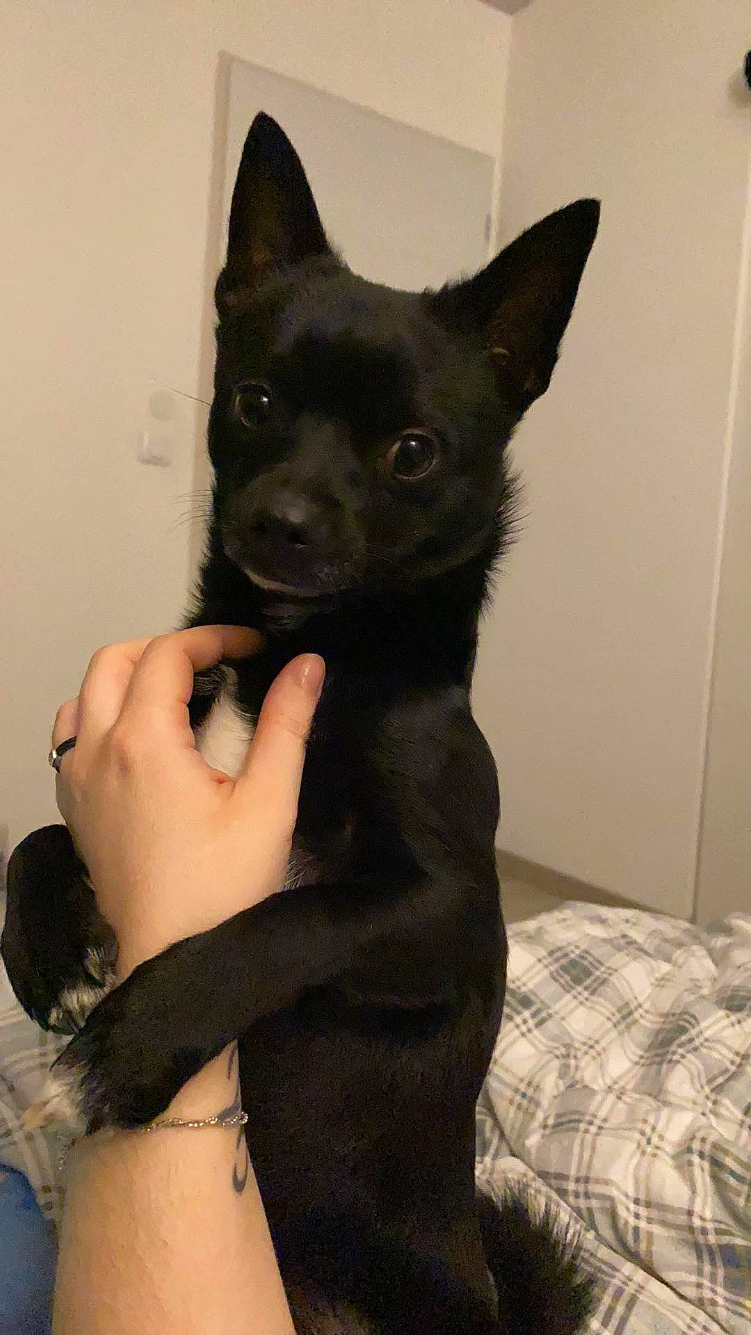 Optimus participe au concours pour gagner de l'argent avec cette photo : australian_kelpie, black_norwegian_elkhound, canidae, carnivore, dog, dog_breed, formosan_mountain_dog, mammal, non_sporting_group, rare_breed_dog, schipperke, snout, vertebrate