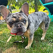 Q.t. joined the competition — help win amazing prizes! french_bulldog, dog, merle_coat, heterochromia, grass, outdoor, summer, popsicle, watermelon, pet, playful, closeup, canine, animal, collar, leash, backyard, chair, barbecue, sunlight