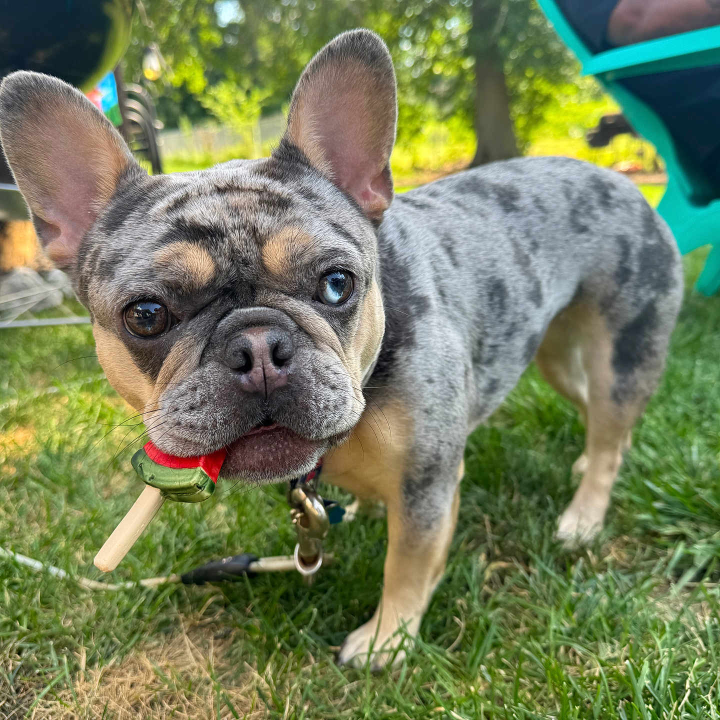Q.t. joined the competition — help win amazing prizes! animal, backyard, barbecue, canine, chair, closeup, collar, dog, french_bulldog, grass, heterochromia, leash, merle_coat, outdoor, pet, playful, popsicle, summer, sunlight, watermelon