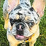 dog, french_bulldog, merle_coat, blue_eye, brown_eye, collar, tags, grass, outdoor, pet, canine, animal, close_up, portrait, ears, snout, tongue, cute, friendly, daylight