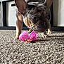 french_bulldog, dog, pet, carpet, toy, treat, indoor, curious, close_up, ears, snout, floor, shelf, storage_bin, brown, black, pink, animal, mammal, companion