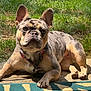 dog, french_bulldog, pet, outdoor, sunlight, grass, patio, animal, canine, cute, relaxed, lying_down, ears, collar, paws, expression, muzzle, summer, nature, companion