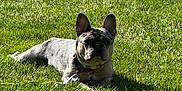 Q.t. joined the competition — help win amazing prizes! animal, canine, collar, cute, daylight, dog, french_bulldog, grass, greenery, lawn, leash, mammal, nature, outdoor, pet, portrait, relaxing, resting, summer, sunlight
