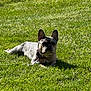 dog, french_bulldog, grass, outdoor, sunlight, pet, animal, canine, relaxing, nature, greenery, summer, collar, leash, resting, mammal, cute, daylight, lawn, portrait