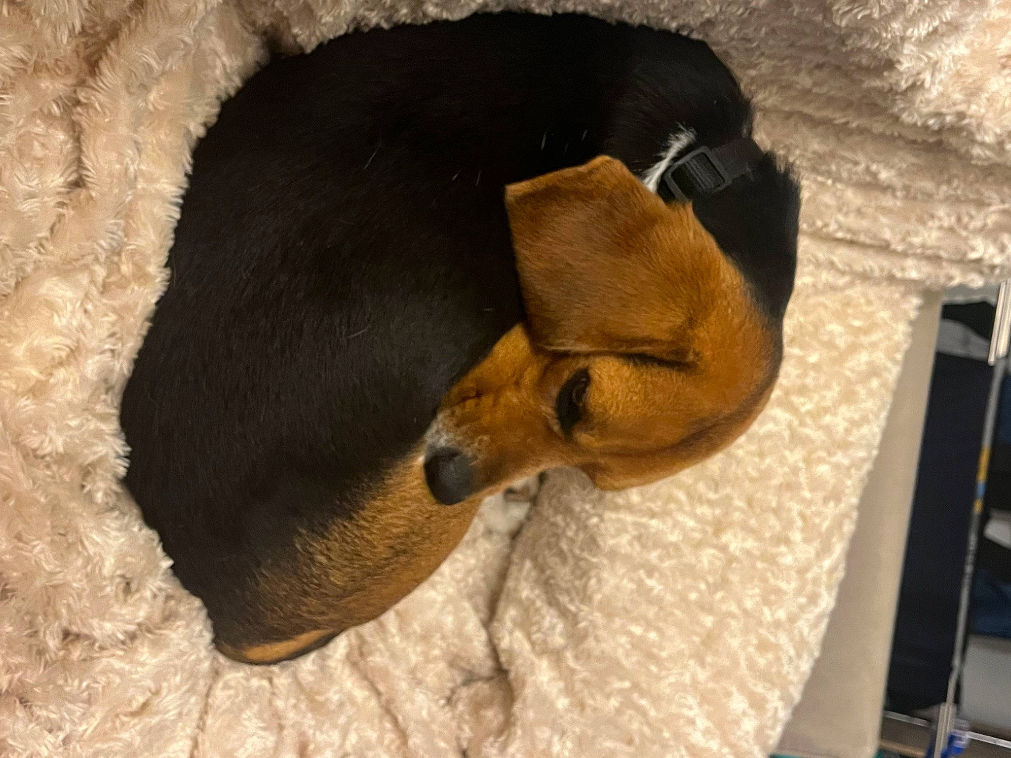 Sam participe au concours pour gagner de l'argent avec cette photo : brown, canidae, carnivore, comfort, companion_dog, dog, dog_breed, fawn, fur, linens, pet_supply, snout, sporting_group, tail, terrestrial_animal