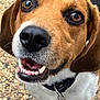 Sam participe au concours pour gagner de l'argent avec cette photo : dog, beagle, close_up, pet, animal, outdoor, happy, smiling, collar, fur, face, ears, teeth, tongue, brown, white, black, cute, friendly, canine