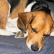Sam participe au concours pour gagner de l'argent avec cette photo : dog, sleeping, beagle, brown, black, white, blanket, indoors, resting, paw, fur, collar, nose, ear, table, furniture, cozy, pet, closeup, quiet