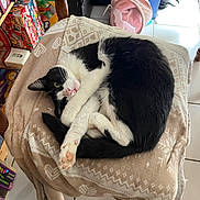 Hydra a rejoint le concours — aidez-le/la à gagner de superbes lots ! black_and_white, blanket, board_games, cat, chair, cozy, curled_up, cute, domestic_animal, feline, fur, household, indoor, looking_at_camera, paw, pet, relaxed, resting, soft_texture, tile_floor