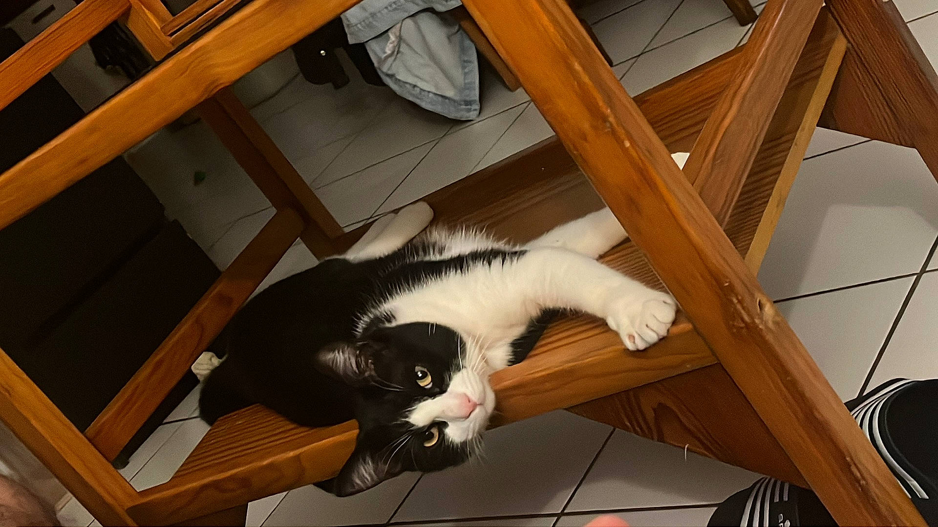 Hydra participe au concours pour gagner de l'argent avec cette photo : canidae, carnivore, cat, comfort, companion_dog, domestic_short_haired_cat, felidae, flooring, fur, hardwood, lap, plank, plywood, room, small_to_medium_sized_cats, sporting_group, tail, whiskers, wood, wood_stain