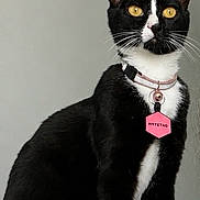 Patches is registered to the contest to win money with this photo: alert, animal, black_and_white, cat, close_up, collar, curious, domestic_cat, ears, feline, fur, gray_background, indoor, looking_away, pet, portrait, sitting, tag, whiskers, yellow_eyes